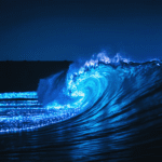 ¿Qué es la bioluminiscencia?