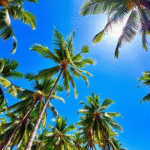 ¿Qué es el clima tropical? Definición, características y ejemplos